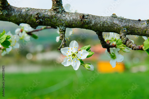 cherry tree blossom