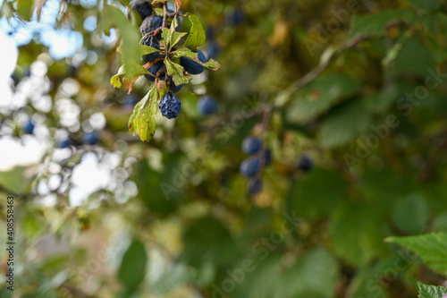 blueberries on the bush