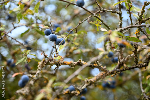 berries on a branch
