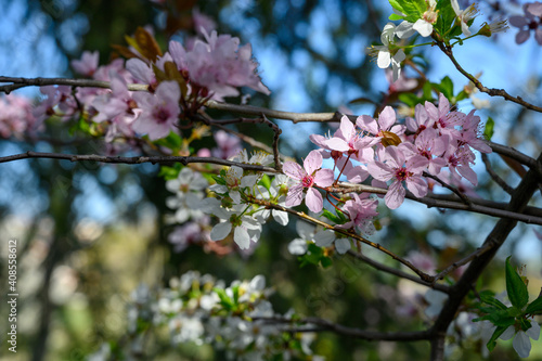 pink cherry blossom