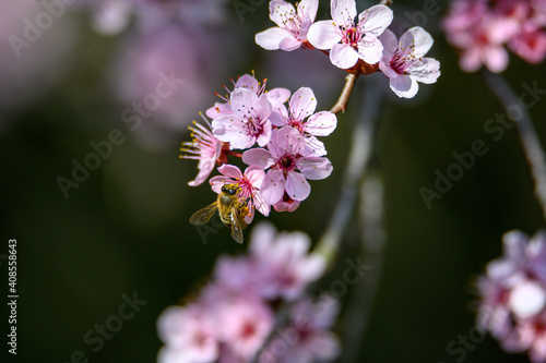 close up of a bee