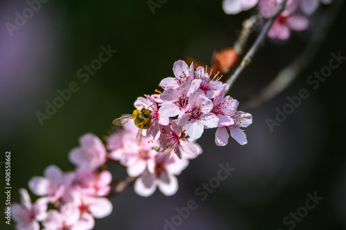 close up of a flower and bee