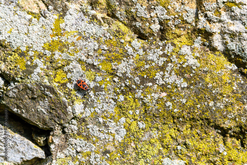 lichen on stone