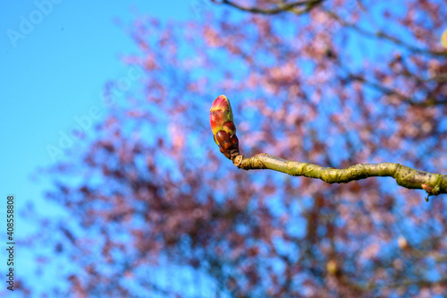 branches and bud