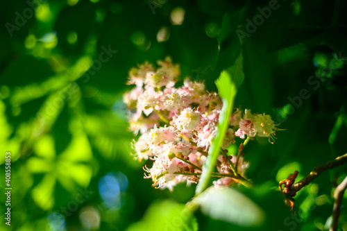 chestnut tree flower