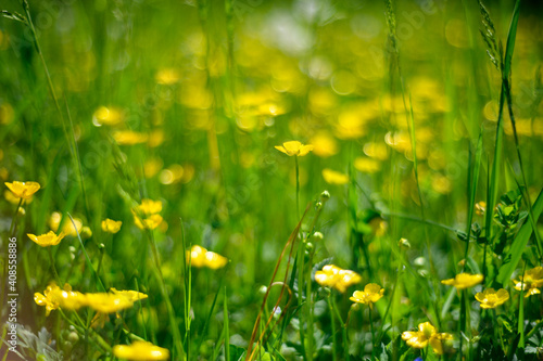 meadow with dandelions
