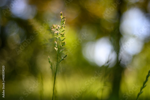 close up of a grass
