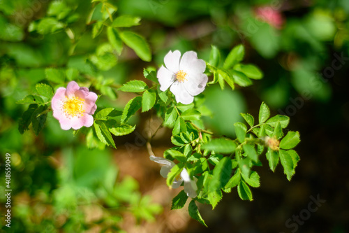 close up of a flower