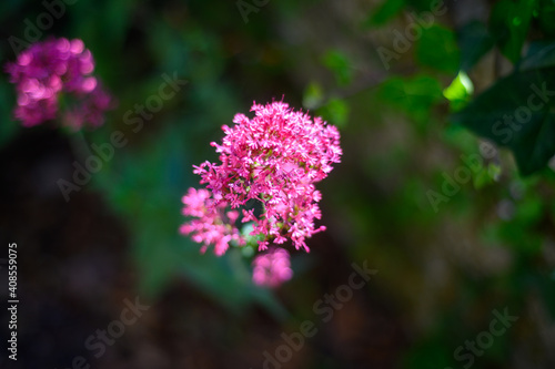 close up of a flower
