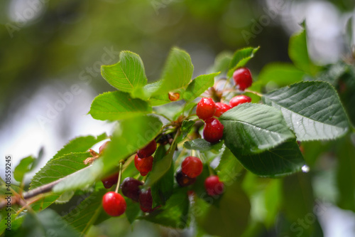 red berries on a branch