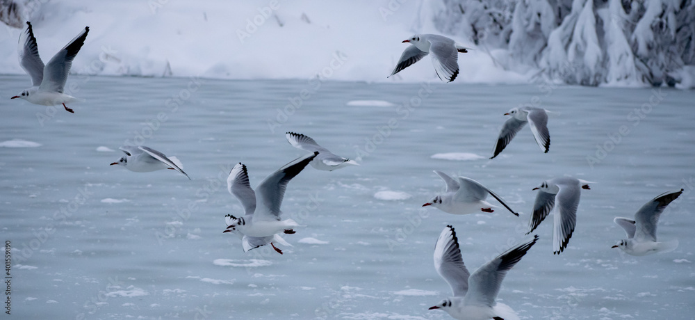 Fototapeta premium Seagull flock take off