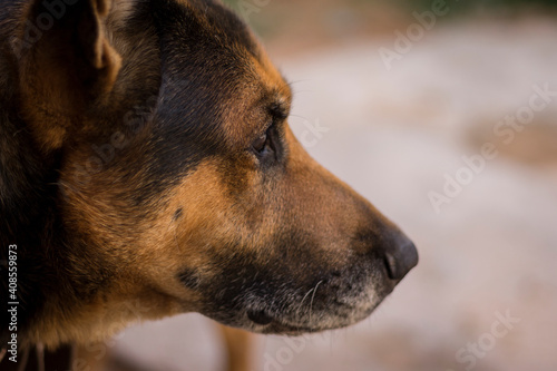 portrait of a dog