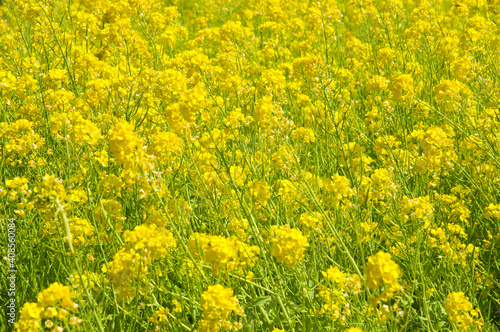 The name of these flowers is Turnip rape, Chinese colza. Scientific name is Brassica rapa L. var. nippo-oleifera (syn. B. campestris L.)  © www555www
