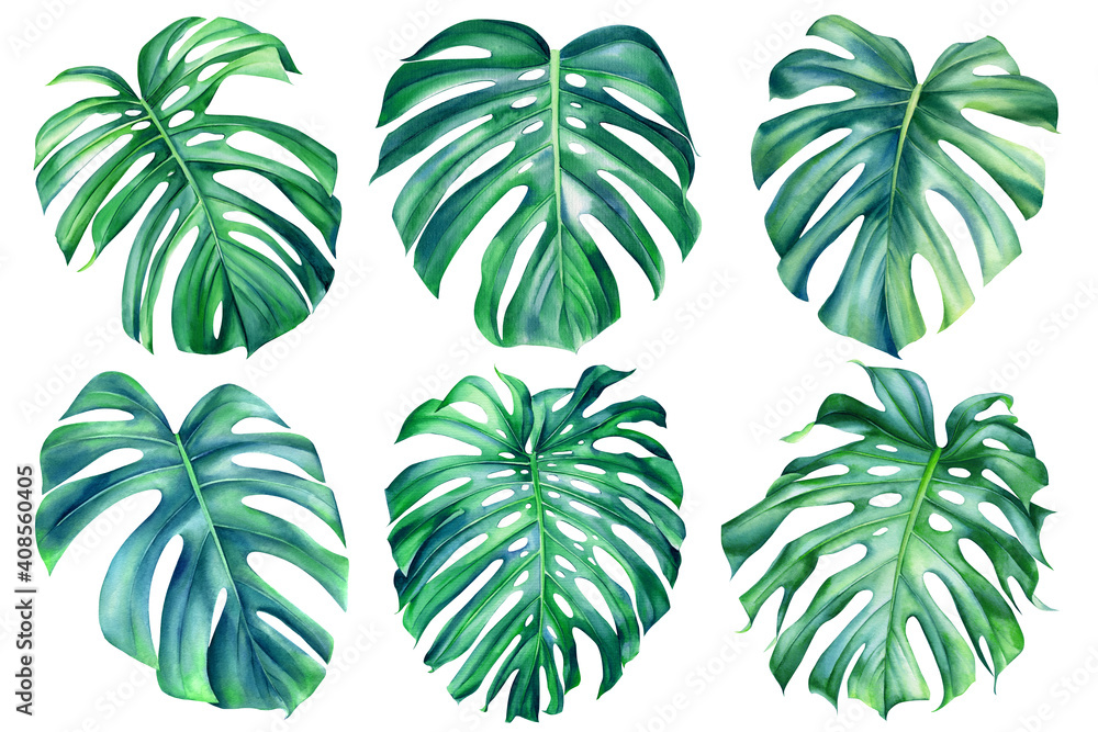 Monstera leaves on isolated background, watercolor hand painted floral illustration, jungle leaf
