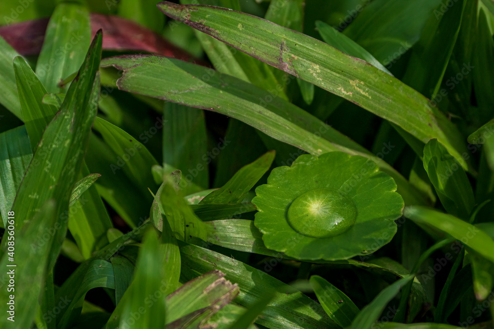 Water dew on a gree leaf - Ecology image Water dew on a gree leaf - Ecology image