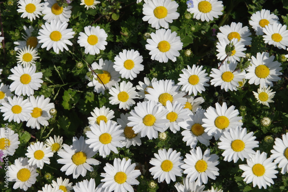 White chrysanthemums are in bloom in the park. White chrysanthemums are in bloom in the park.