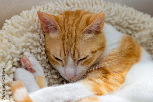 Cute orange and white cat sleeping in its bed