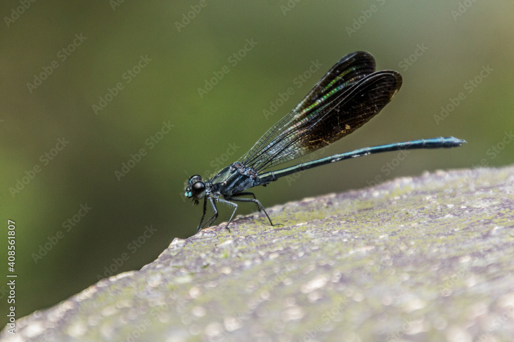 Broad-winged damselfly in Zhangjiajie National Forest Park in Hunan province, China Broad-winged damselfly in Zhangjiajie National Forest Park in Hunan province, China