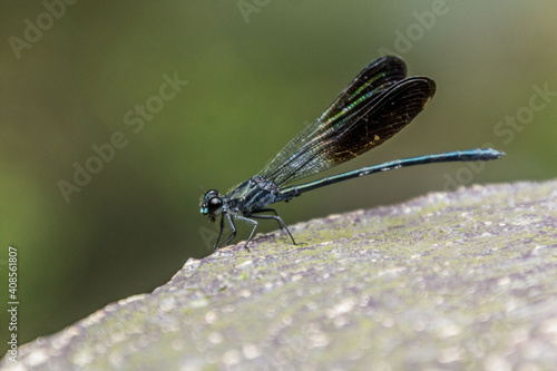 Broad-winged damselfly in Zhangjiajie National Forest Park in Hunan province, China
