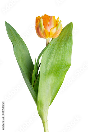 Tulip isolated on white background