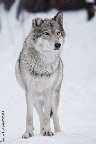 A severe she-wolf is standing full face close-up on the snow © Mikhail Semenov