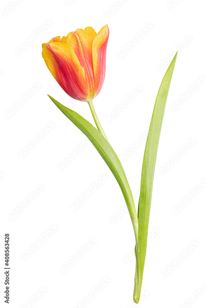 Tulip isolated on white background