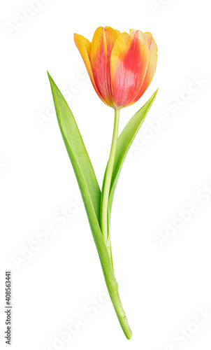 Tulip isolated on white background © A_Skorobogatova