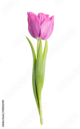 Fototapeta Naklejka Na Ścianę i Meble -  Tulip isolated on white background