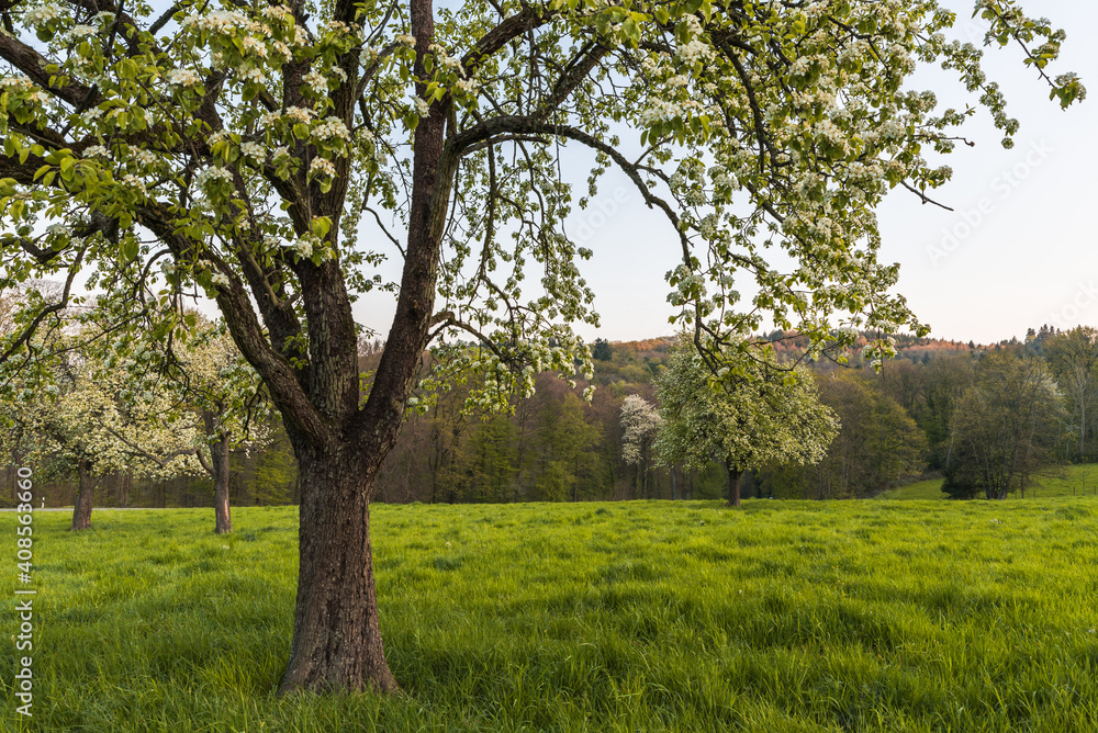 Blühende Birnbäume auf einer Streuobstwiese im Morgenlicht, Heidelberg, Baden-Württemberg, Deutschland Blühende Birnbäume auf einer Streuobstwiese im Morgenlicht, Heidelberg, Baden-Württemberg, Deutschland