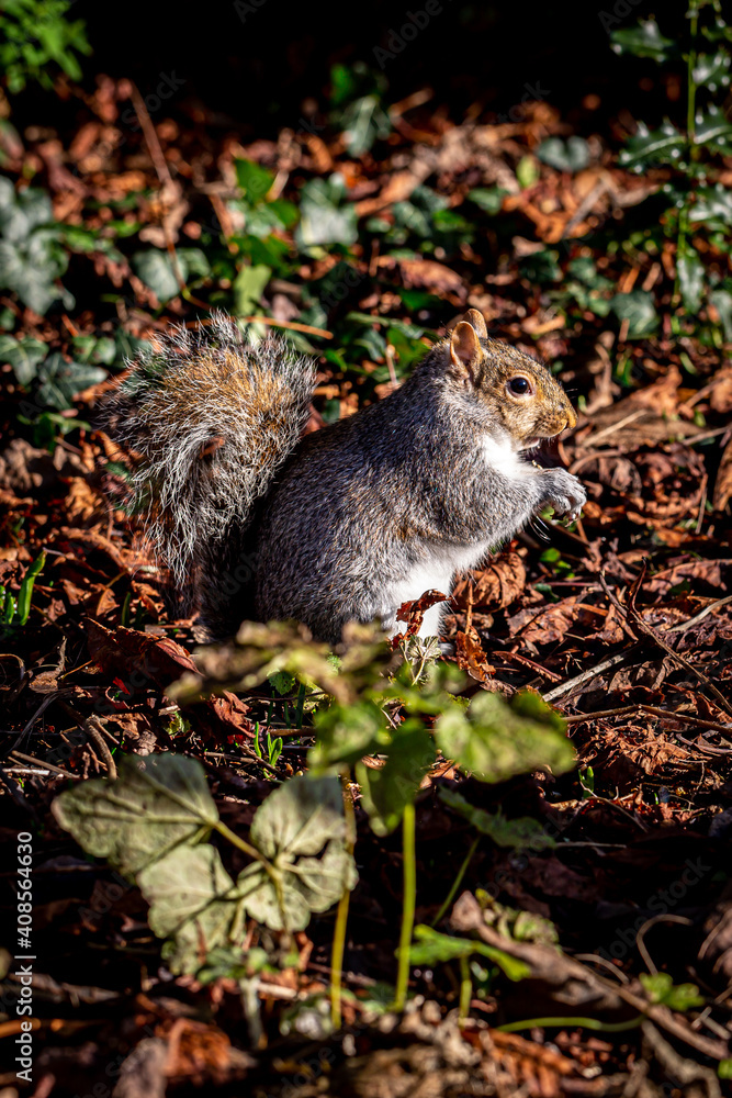 A Gray Squirrel