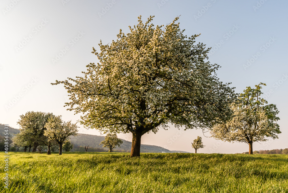 Blühende Birnbäume auf einer Streuobstwiese im Heidelberg