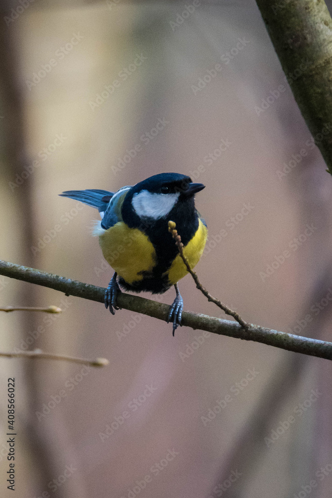 Fototapeta premium sitzende Kohlmeise im Winter