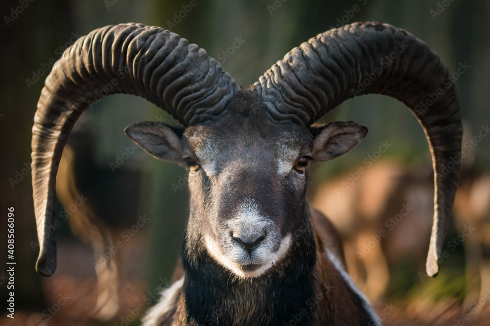 Mufflon im Wald Mufflon im Wald