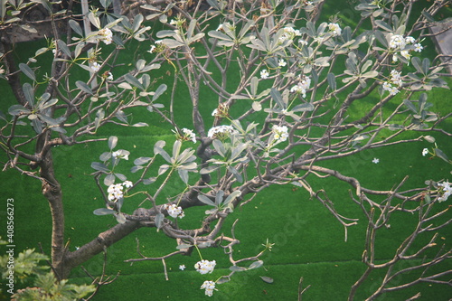 branches of a tree with leaves