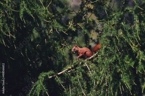 the squirrel sitting in the pine during summer season. Sciurus vulgaris in the morning © badescu