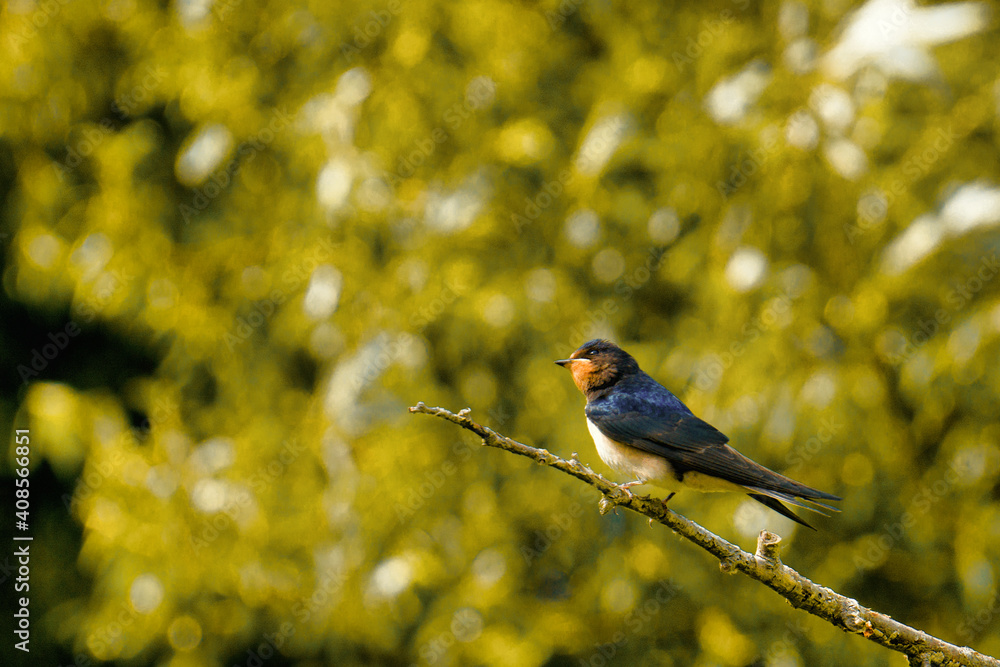 Naklejka premium bird on a branch