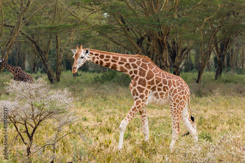 Wild Rothschild s giraffe in its beautiful forested natural landscape