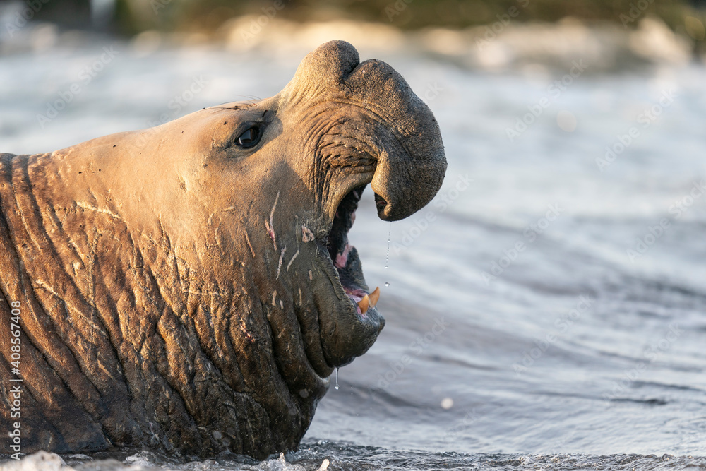 The southern elephant seal (Mirounga leonina) The southern elephant seal (Mirounga leonina)
