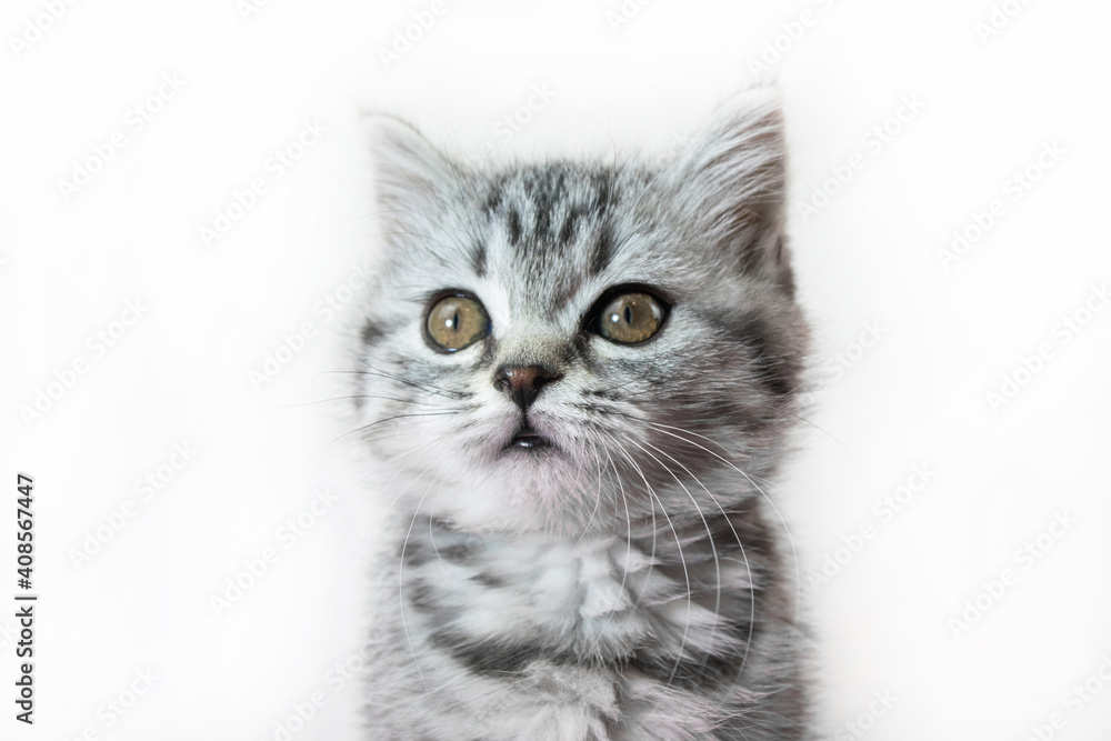 Little tabby kitten of the Scottish Straight cat with fur colored in black marble on silver