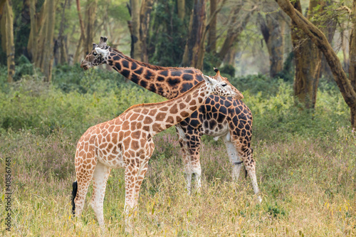 Wild Rothschild s giraffe couple in their beautiful forested natural landscape
