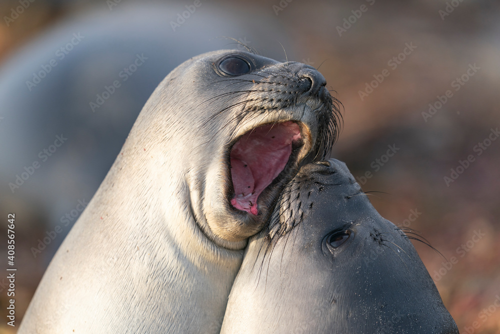 Obraz premium The southern elephant seal (Mirounga leonina)