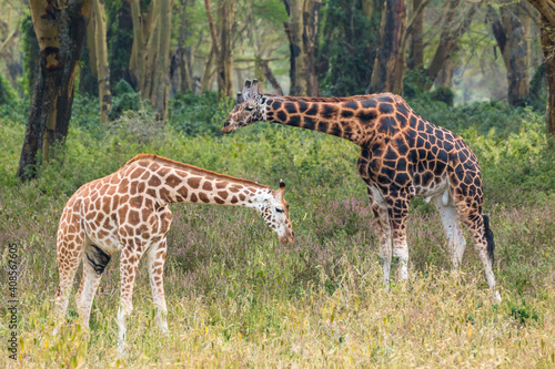 Wild Rothschild s giraffe couple in their beautiful forested natural landscape