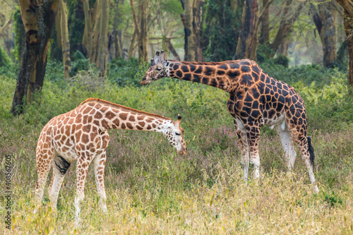 Wild Rothschild's giraffe couple in their beautiful forested natural landscape