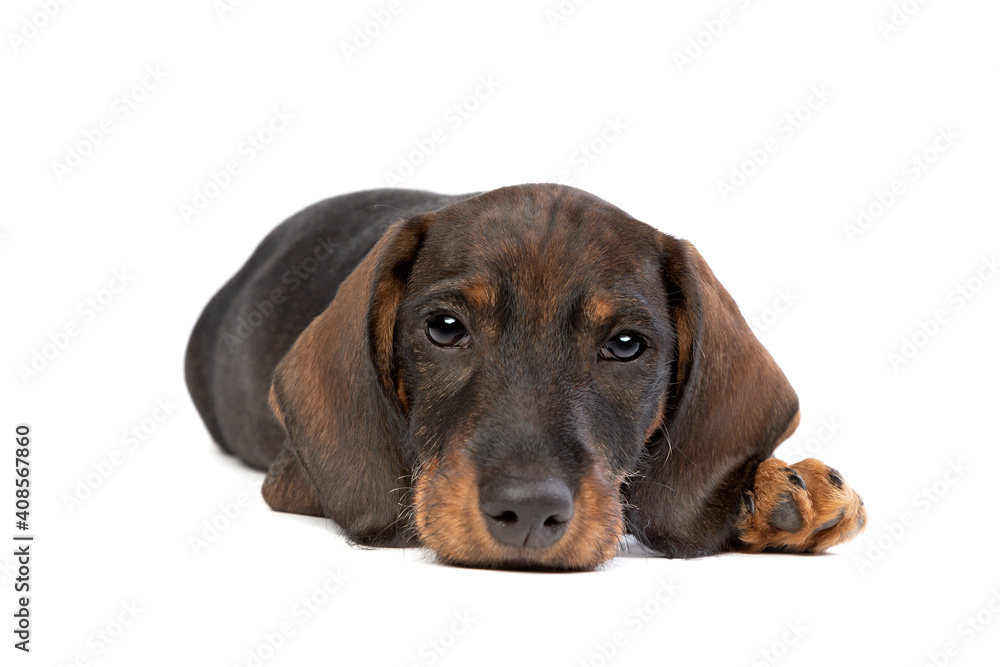 black and tan wire haired dachshund puppy isolated on white black and tan wire haired dachshund puppy isolated on white