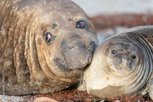 The southern elephant seal (Mirounga leonina)
