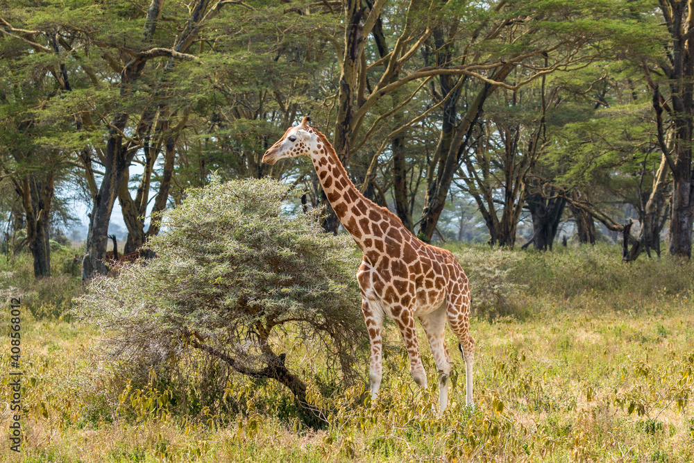 Fototapeta premium Wild Rothschild's giraffe in its beautiful forested natural landscape