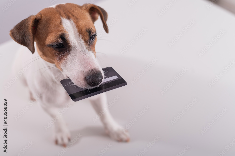 An obedient smart dog holds a bank card in his mouth on a white background. Copy space An obedient smart dog holds a bank card in his mouth on a white background. Copy space