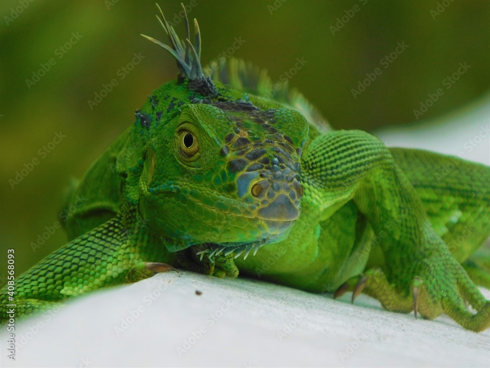 Fototapeta premium Relaxed Iguana