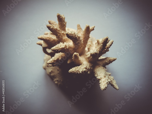 Dry coral branch