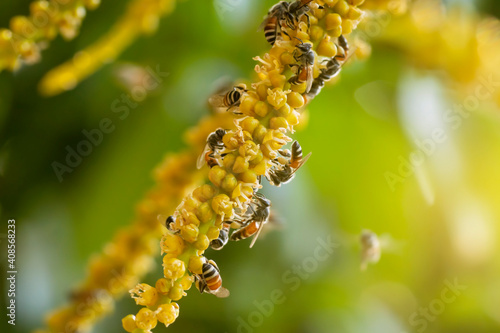 Bees are eating nectar from palm flowers.  © noppadon